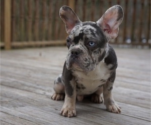 French Bulldog Puppy for sale in WANAQUE, NJ, USA