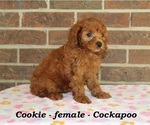Small #3 Cock-A-Poo