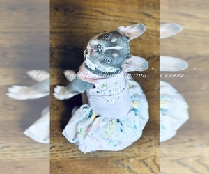French Bulldog Puppy for sale in COVENTRY, RI, USA