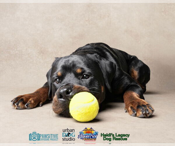 Medium Photo #4 Rottweiler Puppy For Sale in Tampa, FL, USA