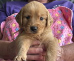 Puppy Pink Girl Golden Retriever