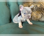 Small Photo #3 French Bulldog Puppy For Sale in ELK CITY, OK, USA
