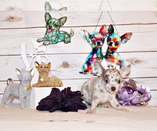 Medium Photo #89 Chihuahua Puppy For Sale in CHARLESTON, AR, USA