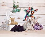 Small #4 Chihuahua