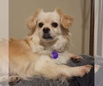 Small #9 Pekingese Mix