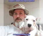 Small Photo #120 Dogo Argentino Puppy For Sale in PINEVILLE, MO, USA