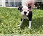 Puppy Jr Boston Terrier