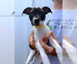 Boxer-Unknown Mix Dogs for adoption in Pompano Beach , FL, USA