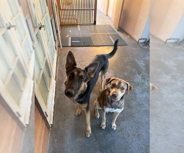 Medium Photo #5 German Shepherd Dog-Unknown Mix Puppy For Sale in Lake Forest, CA, USA