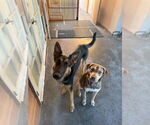 Small #4 German Shepherd Dog Mix