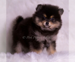 Puppy Vizio Pomeranian