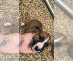 Miniature Bull Terrier Puppy for sale in KILLEEN, TX, USA
