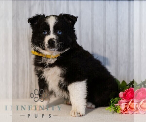 Medium Photo #5 Miniature Australian Shepherd Puppy For Sale in REBERSBURG, PA, USA