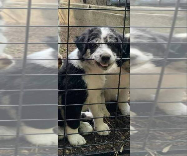 Medium Photo #2 Border-Aussie Puppy For Sale in MIDDLEBORO, MA, USA