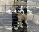 Small #1 Border-Aussie