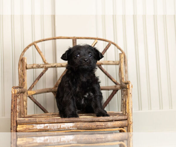 Medium Photo #2 YorkiePoo Puppy For Sale in WARSAW, IN, USA