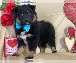 Australian Shepherd Puppy for sale in LANCASTER, PA, USA