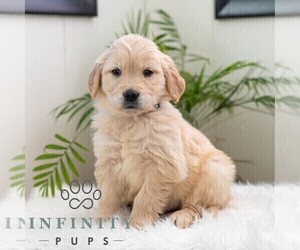 Golden Retriever Puppy for sale in NEWPORT, PA, USA