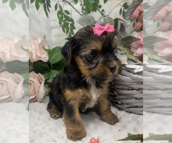 Medium Photo #8 Shorkie Tzu Puppy For Sale in SELLERSBURG, IN, USA