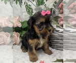Small #7 Shorkie Tzu