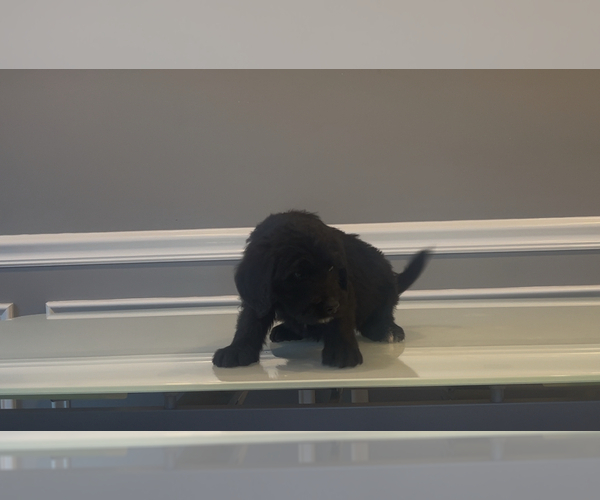 Medium Photo #77 Bernedoodle-Labradoodle Mix Puppy For Sale in MILFORD, NJ, USA
