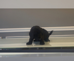 Small Photo #77 Bernedoodle-Labradoodle Mix Puppy For Sale in MILFORD, NJ, USA
