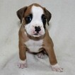 Small Photo #4 Boxer Puppy For Sale in SINKING SPRING, PA, USA