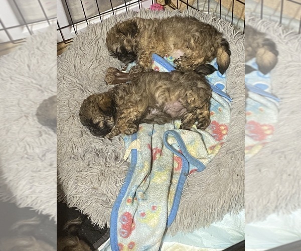 Medium Photo #7 Shih Tzu Puppy For Sale in PERRY, OH, USA