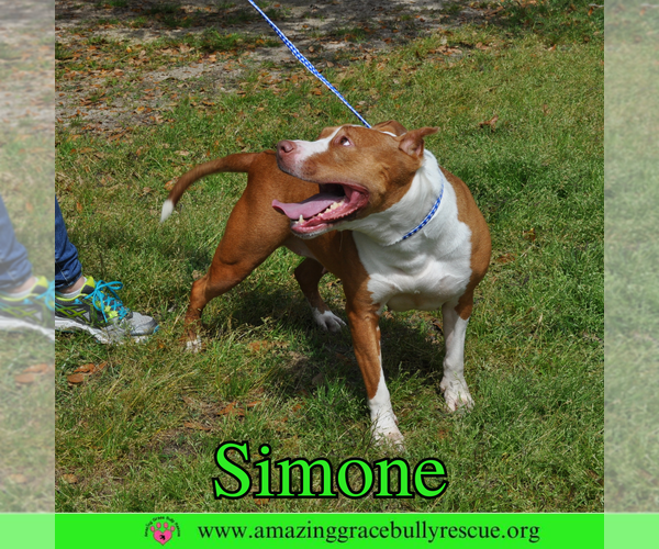 Medium Photo #14 American Staffordshire Terrier-Unknown Mix Puppy For Sale in Pensacola, FL, USA