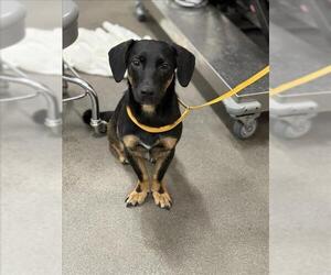 Mutt Dogs for adoption in Forestville, MD, USA