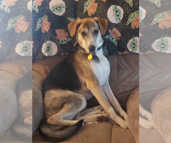 Medium Photo #1 Mutt Puppy For Sale in Poplar Bluff, MO, USA