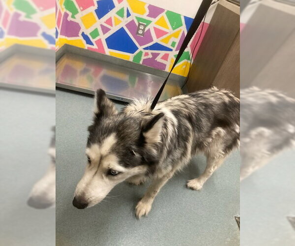 Medium Photo #1 Siberian Husky Puppy For Sale in Baytown, TX, USA