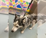 Small Siberian Husky