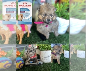 Pomeranian Puppy for sale in MODESTO, CA, USA