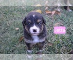 Puppy Jetta Australian Shepherd