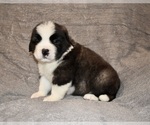 Small #14 Saint Bernard