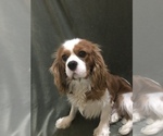 Small Photo #1 Cavalier King Charles Spaniel Puppy For Sale in STE GENEVIEVE, MO, USA