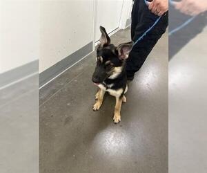 German Shepherd Dog Dogs for adoption in Houston, TX, USA