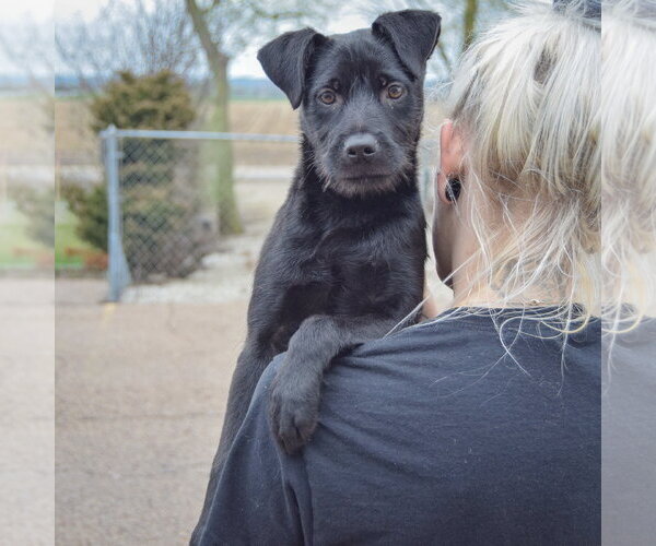 Medium Photo #6 Labrador Retriever-Unknown Mix Puppy For Sale in Huntley, IL, USA