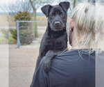 Small #5 Labrador Retriever Mix