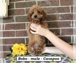 Bobo - Male Cavapoo (Miniature) Puppy for Sale - Photo #2