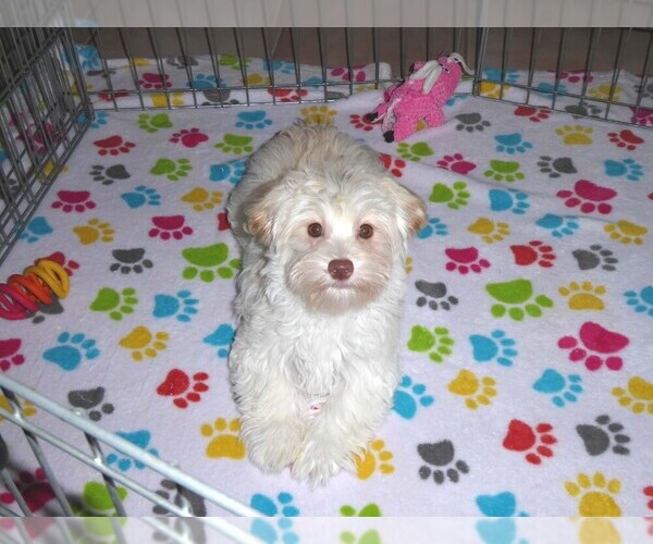 Medium Photo #6 Havanese Puppy For Sale in ORO VALLEY, AZ, USA
