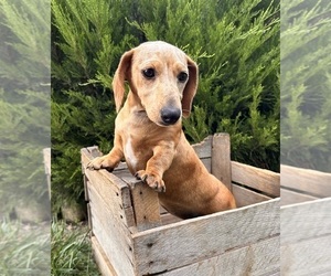 Dachshund Puppy for sale in MIDDLEBURY, IN, USA