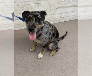 Catahoula Leopard Dog-Unknown Mix Dogs for adoption in San Bernardino, CA, USA