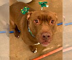 Small #5 American Staffordshire Terrier Mix