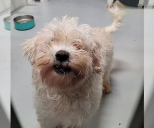 Poodle (Miniature) Dogs for adoption in Studio City, CA, USA