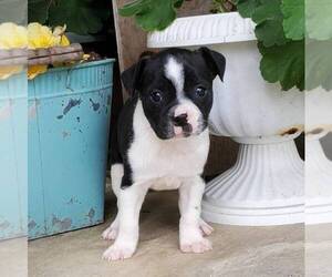 Boston Terrier-Yorkshire Terrier Mix Puppy for sale in ROBESONIA, PA, USA