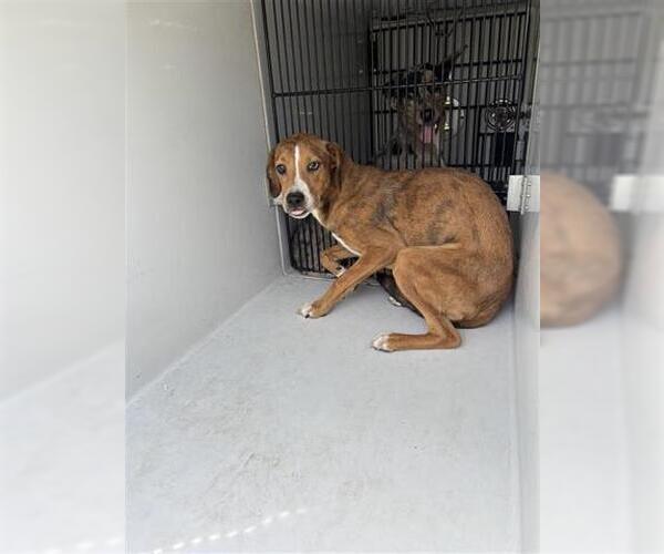 Medium Photo #1 Beagle-Unknown Mix Puppy For Sale in Houston, TX, USA
