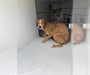 Beagle-Unknown Mix Dogs for adoption in Houston, TX, USA
