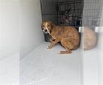 Small Beagle Mix